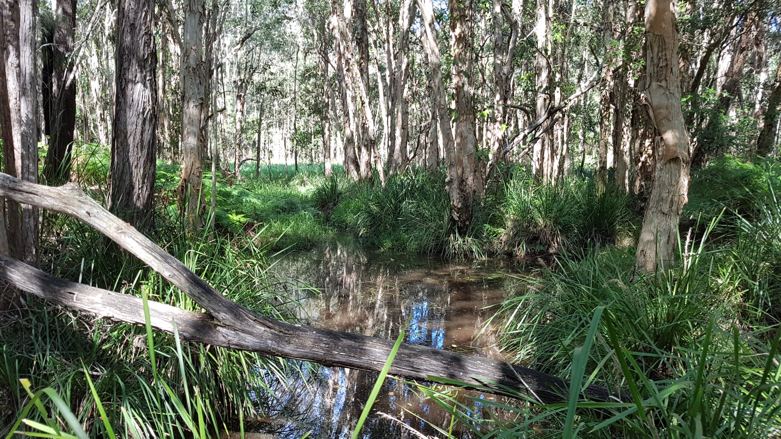 Melaleuca wetland – Cooroibah