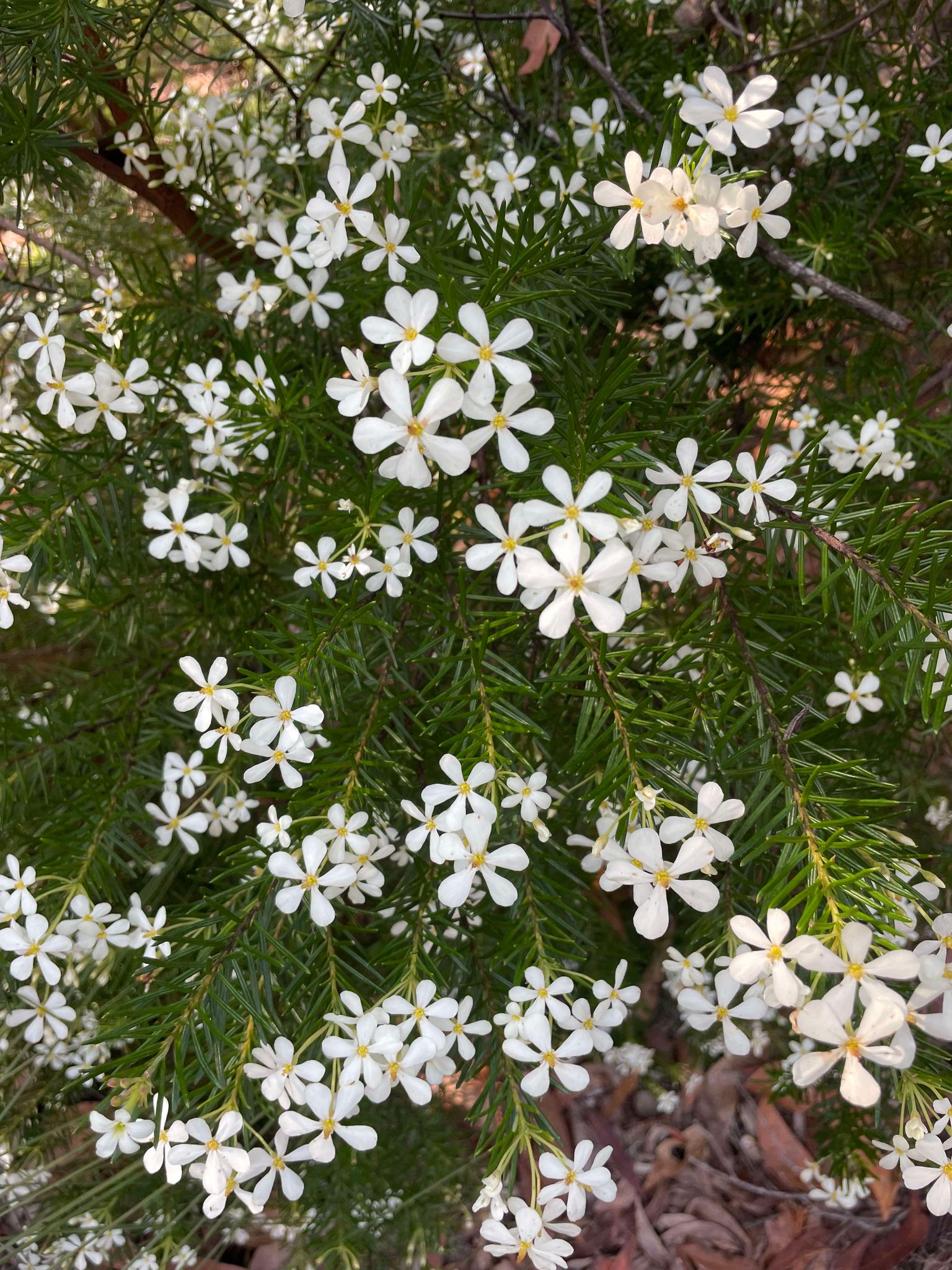 Wedding Bush - Ricinocarpos pinifolius