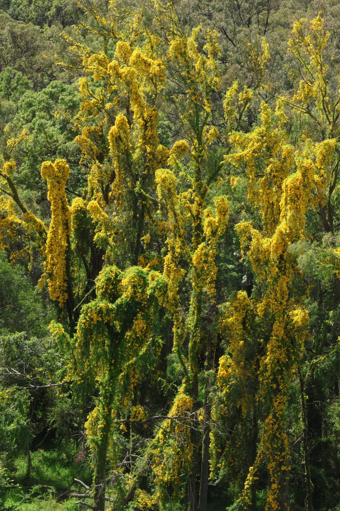Cats Claw Creeper Vine – Flowering – Greg Tasney