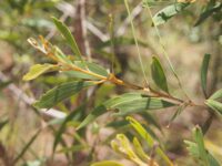 Acacia disparrima