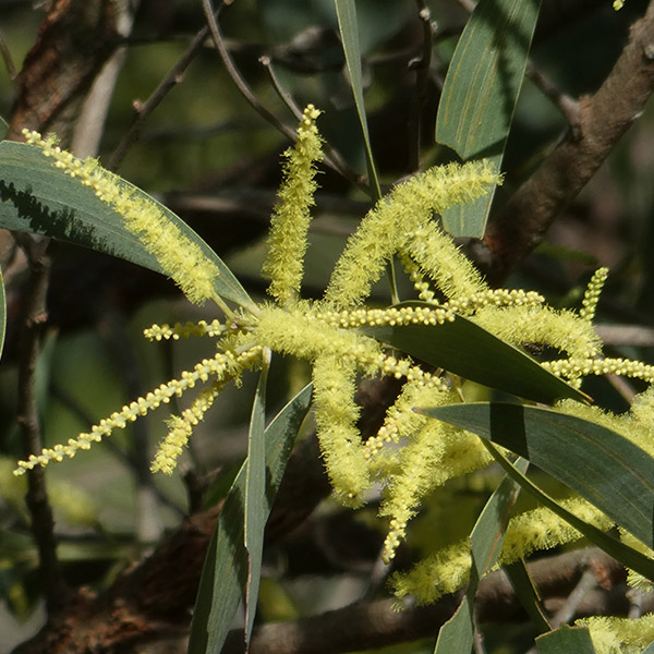 Acacia disparrima