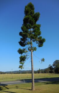 Young tree