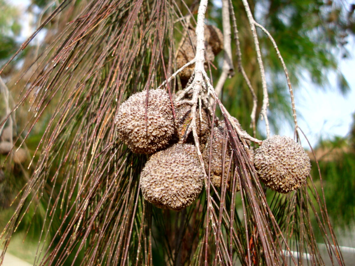 Allocasuarina torulosa - Rose She-Oak - Noosa Landcare