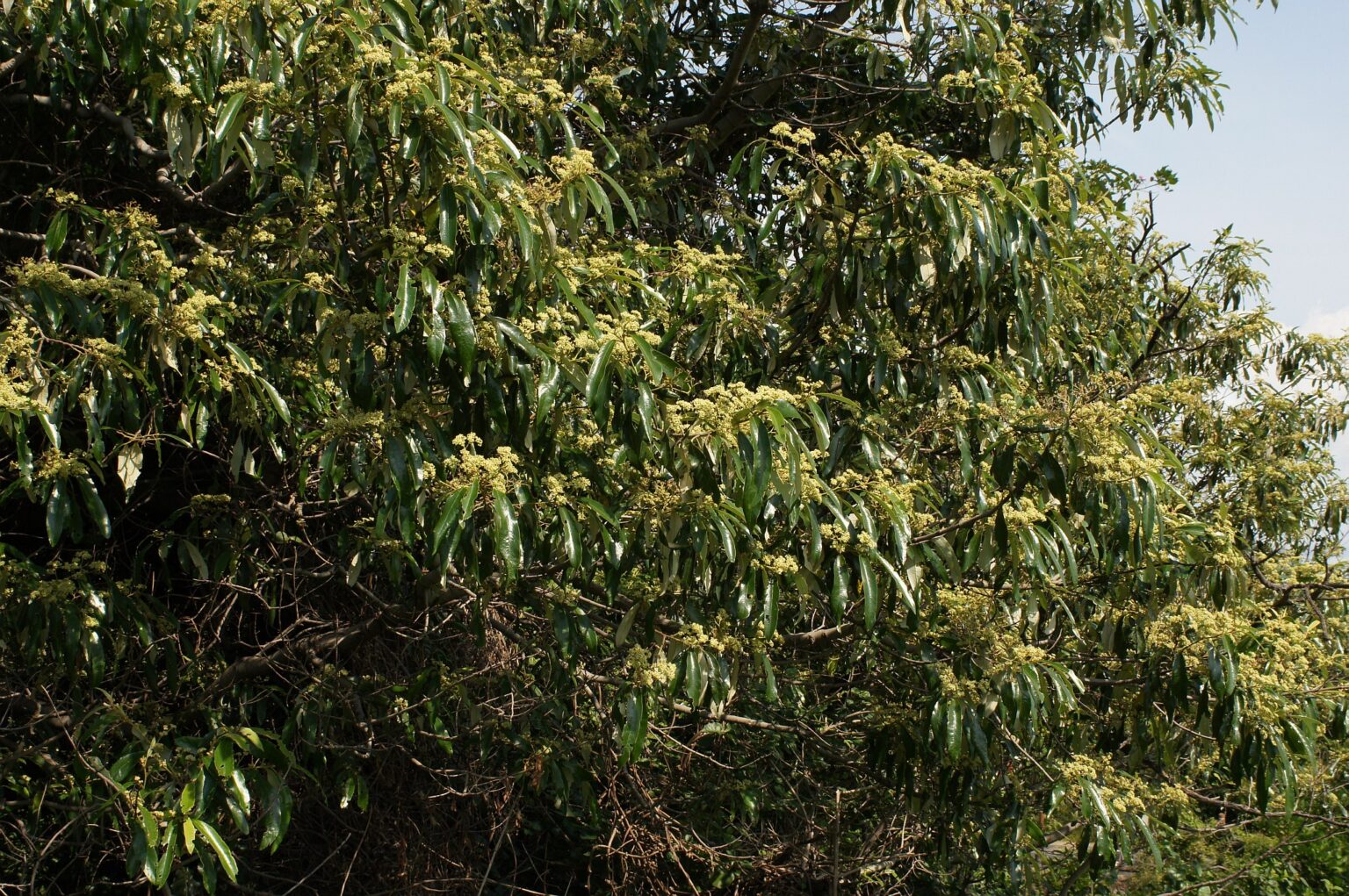 Alphitonia excelsa - Soap Tree - Noosa Landcare