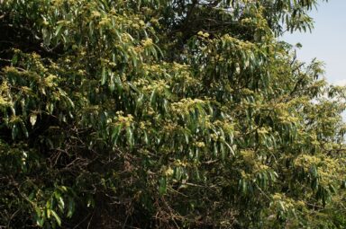 Alphitonia excelsa Flowers