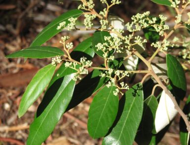 Leaves upclose