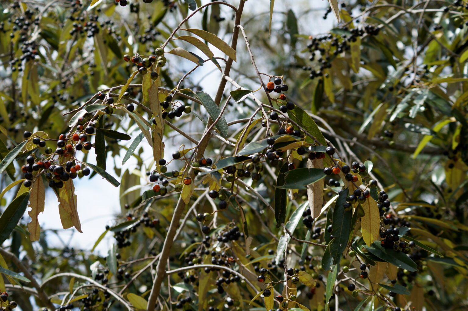 Alphitonia excelsa - Soap Tree - Noosa Landcare