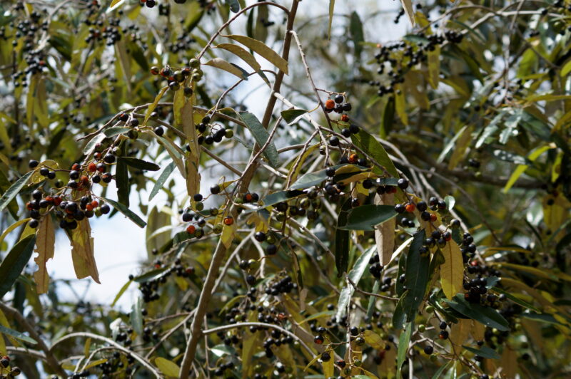 Alphitonia excelsa - Soap Tree - Noosa Landcare