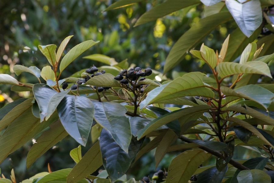 Seed and Leaves