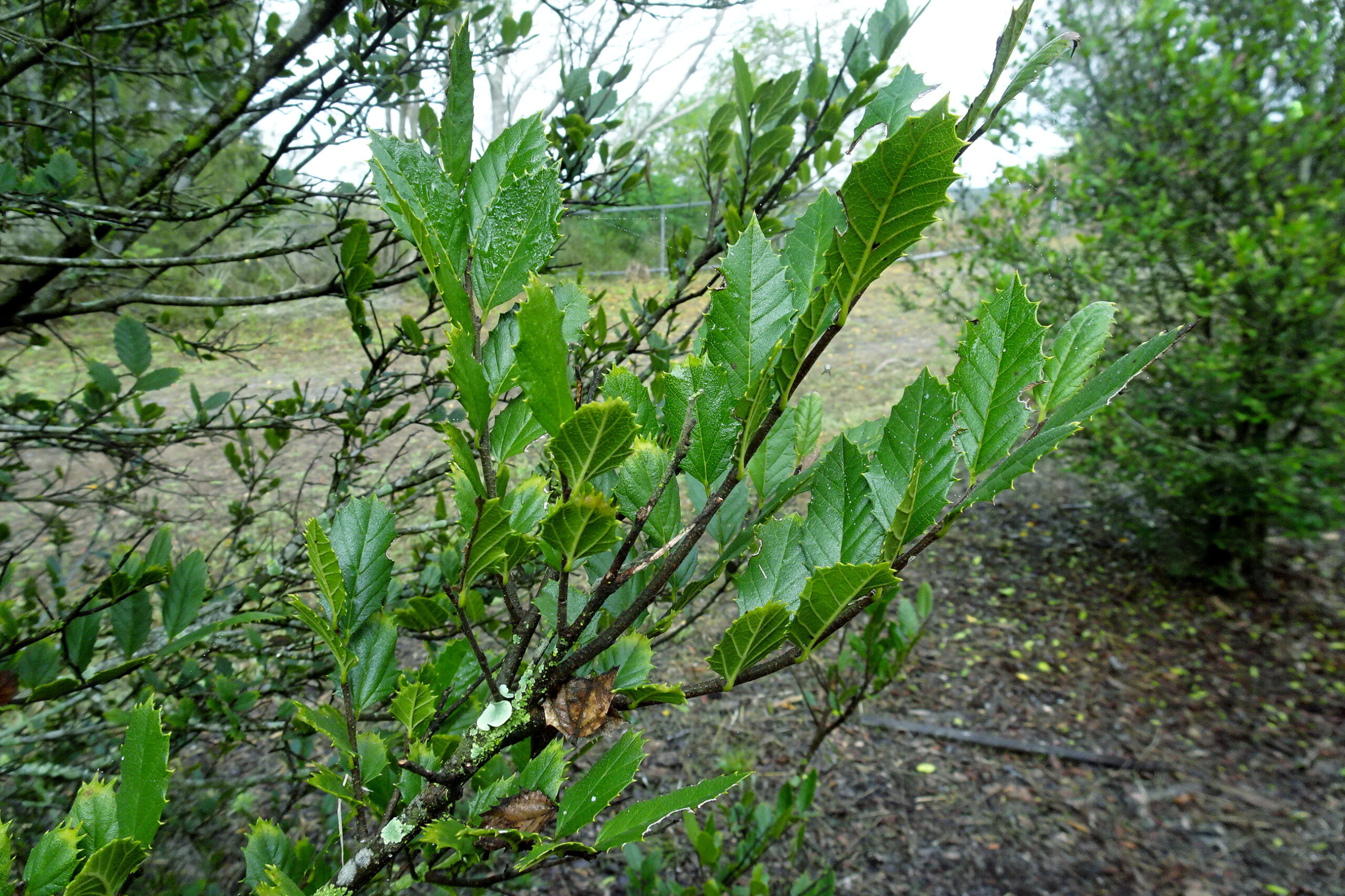 Leaves