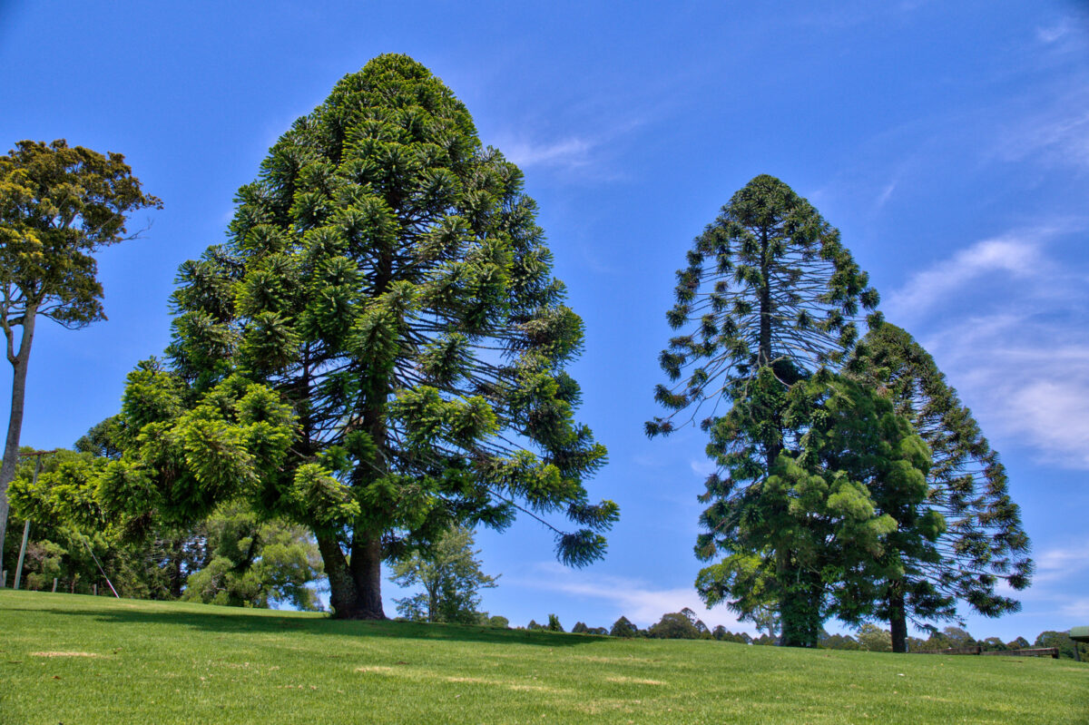 Araucaria bidwillii - Bunya Pine - Noosa Landcare