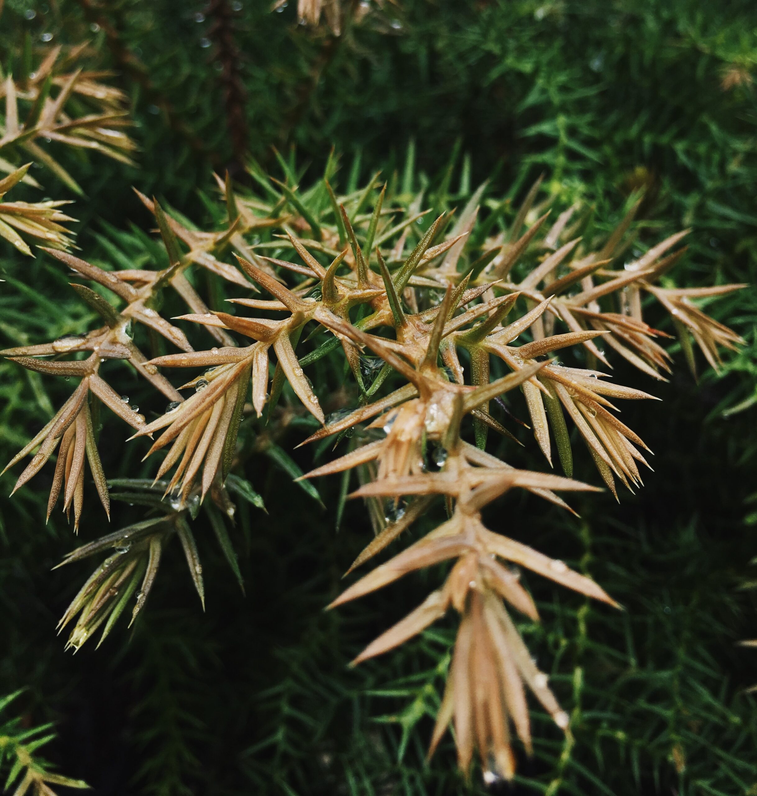 Araucaria cunninghamii - Hoop pine - Noosa Landcare