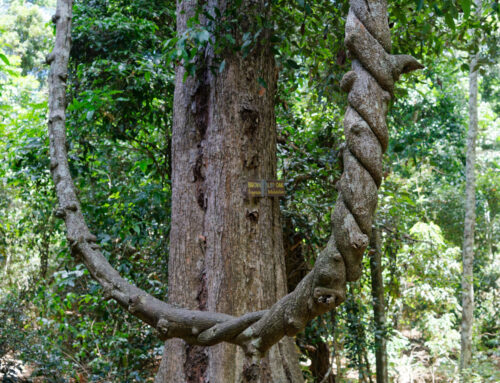 Argyrodendron trifoliolatum – White Booyong