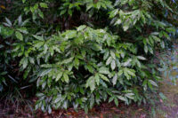 Foliage