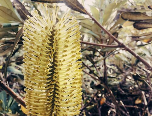 Banksia integrifolia – Coast Banksia