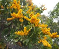 Flowers and Foliage