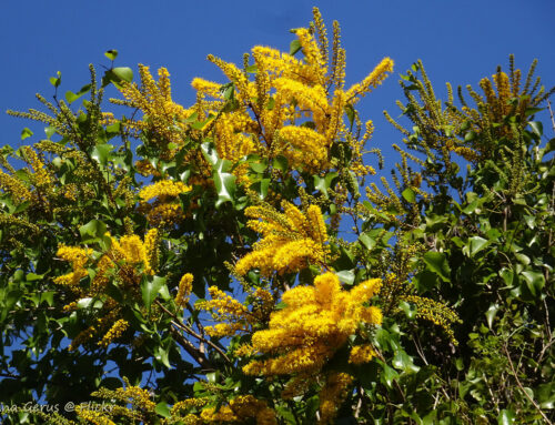 Barklya syringifolia – Crown of Gold Tree