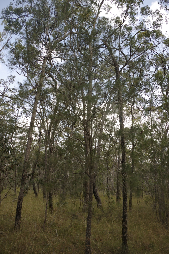 Black Sheoak Allocasuarina littoralis rsmalley