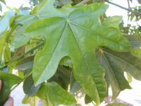 Leaves