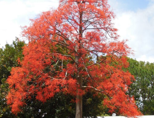 Brachychiton acerifolius – Flame Tree