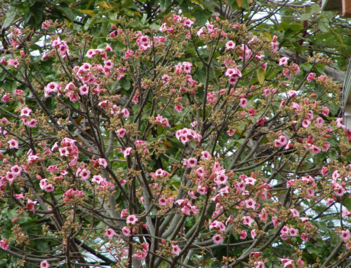 Brachychiton discolor – Lacebark