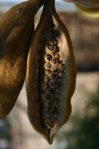 Seed pod