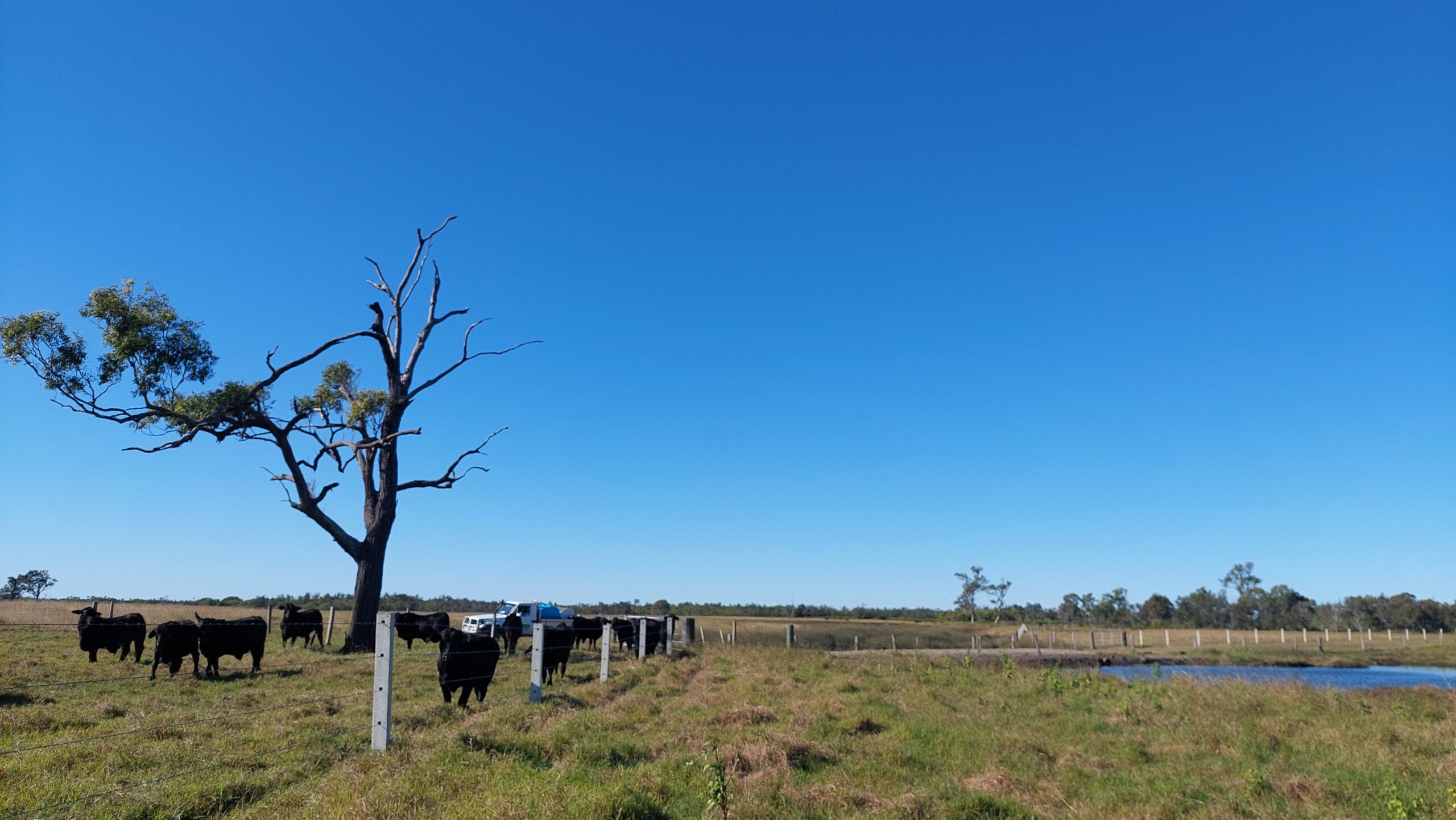 Cattle excluded from sedge wetland