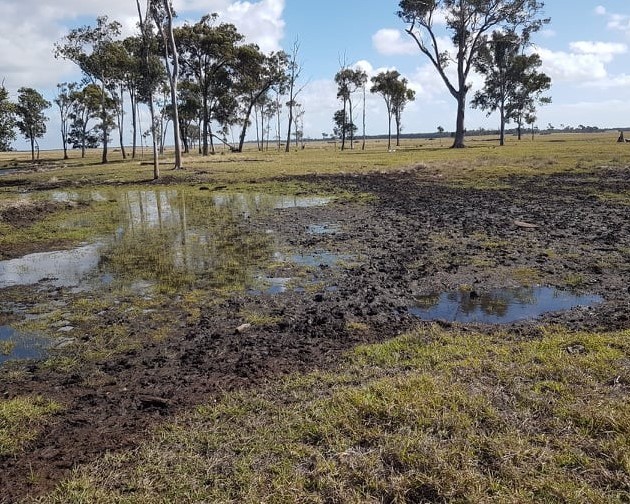 Cattle impact on sedge wetland in pastures
