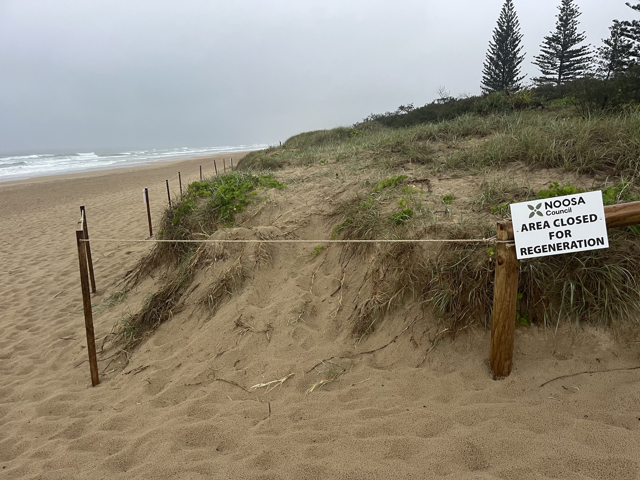 Closed for regeneration- Noosa Council – Sharyn Kerrigan