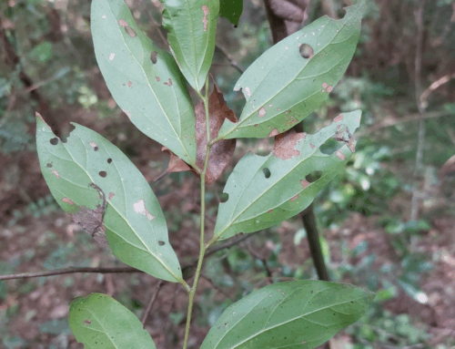 What’s in a name? Quite a lot actually!