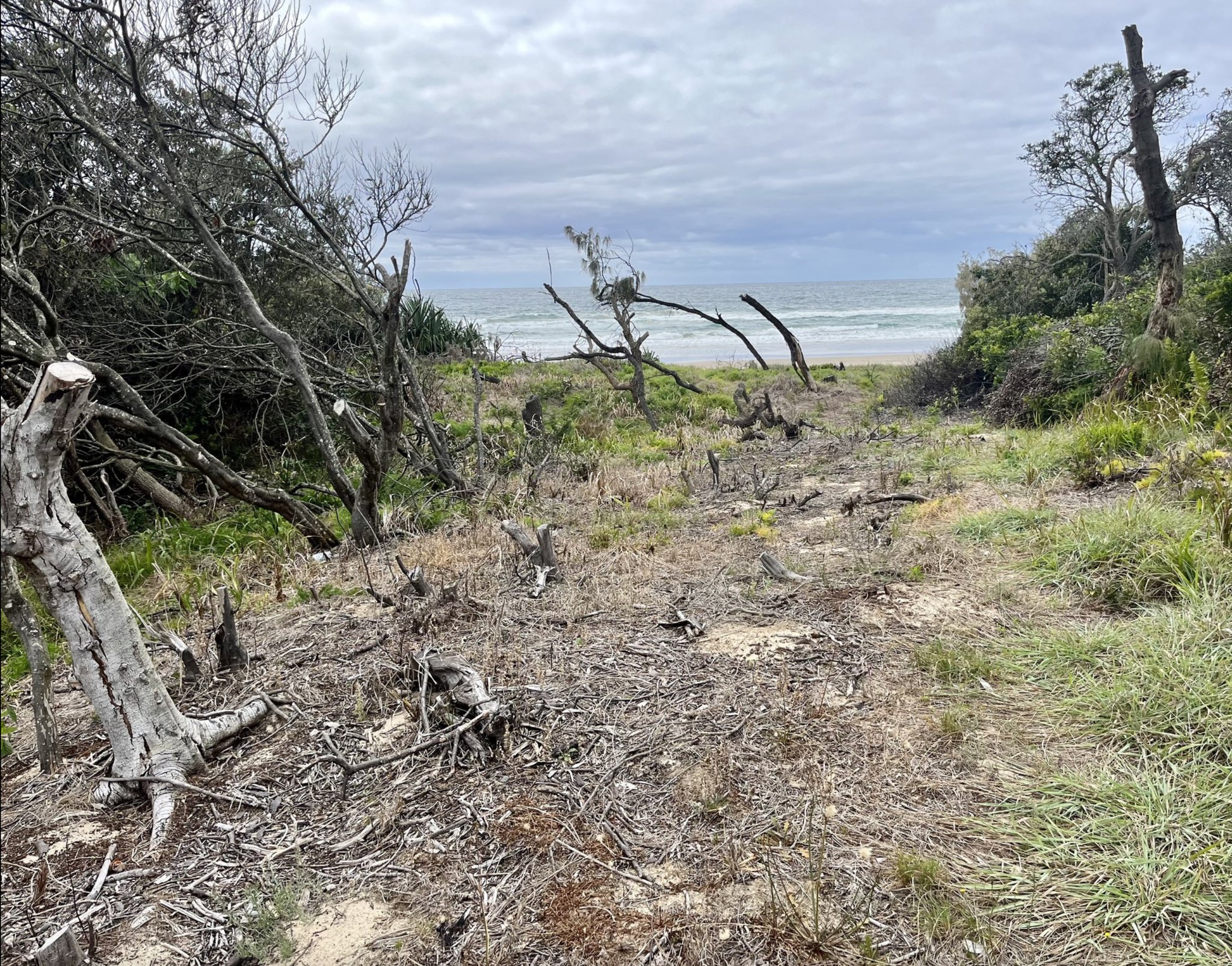 Dune vegetation illegal clearing – Sharyn Kerrigan