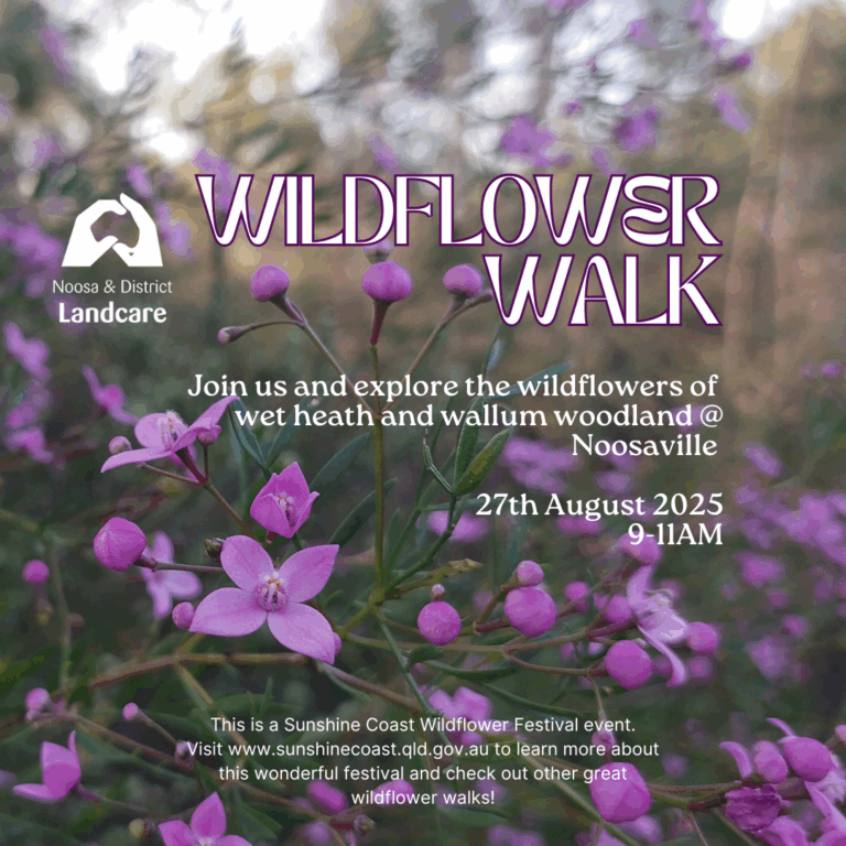 Wildflower Walk 27th August 2025