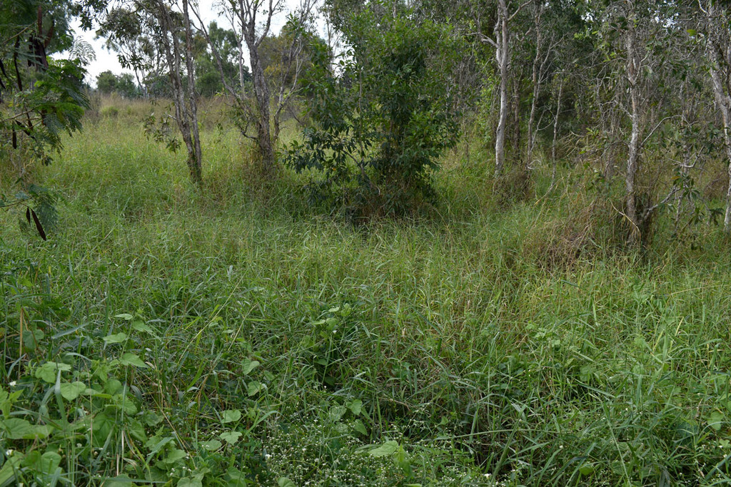 Exotic pasture grasses – Russell Cumming iNaturalist