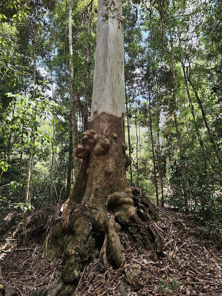 Flooded Gum – Luis615