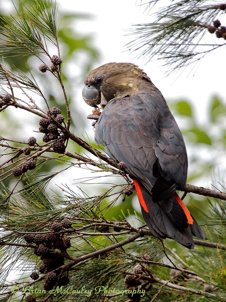Glossy Black-Cockatoo feeding on casuarina seeds Source Brian McCauley
