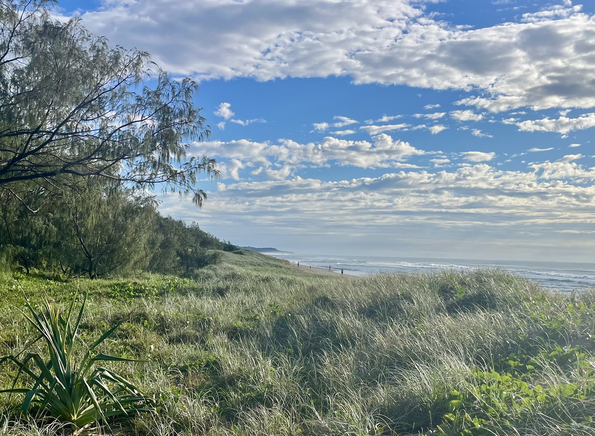 Healthy Dune – Sharyn Kerrigan