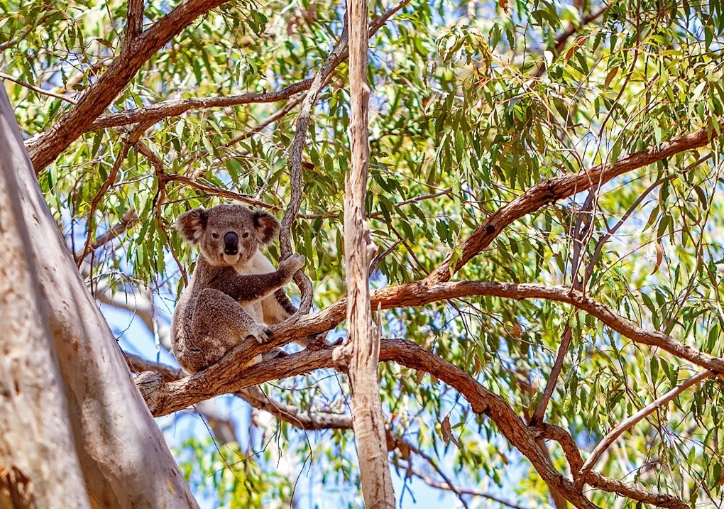 Koala – Healthy Land and Water
