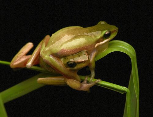 February is coming – and so is the ‘army’ of Frog Finders.