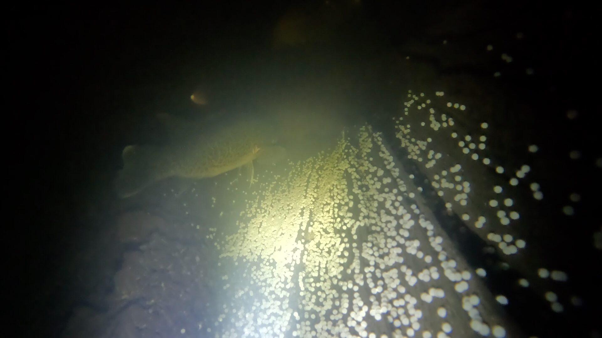 Mary River Cod protecting its eggs in a ‘Cod Log’ installed in the Mary River. (MRCCC)