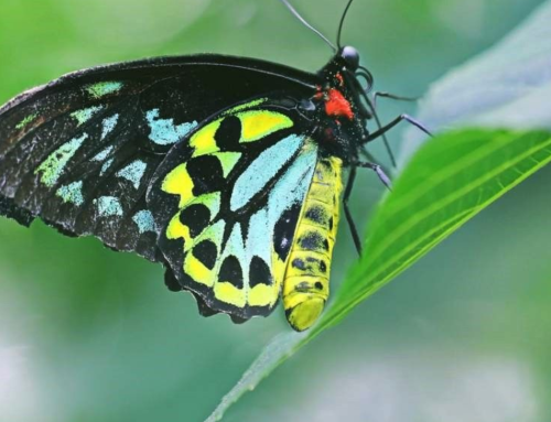 Spring Newsletter 2026
