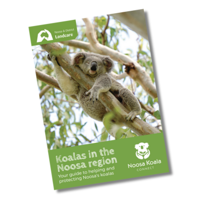 Koalas of the Noosa Region