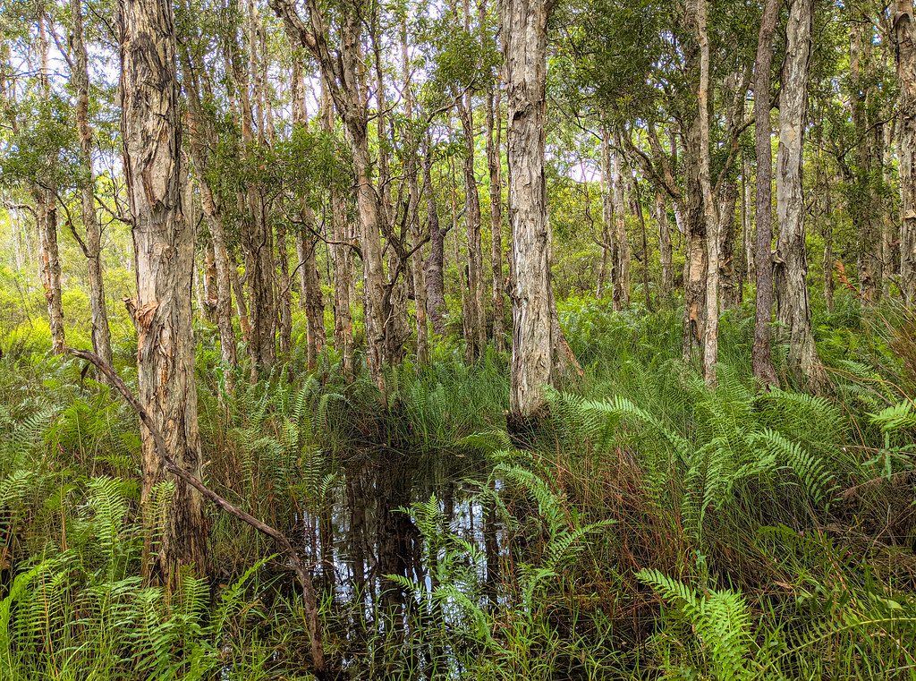 Paperbark forest fern undertsory – Jutta Sund