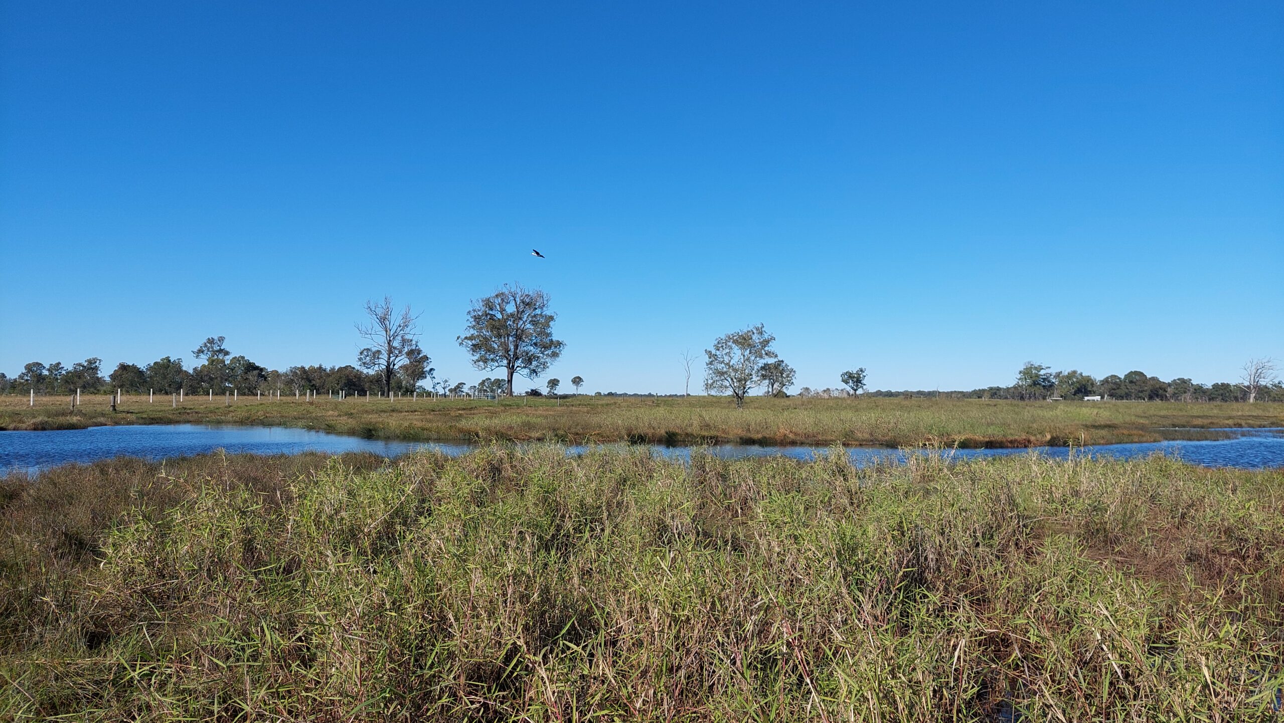Para grass encroachment into sedge wetland