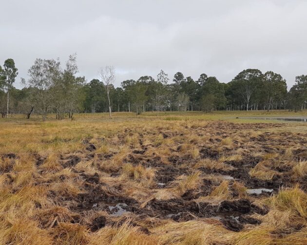 Pig impact on sedge wetland – Mary River