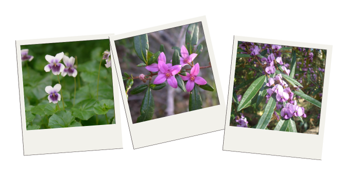 Photographs of plants sold in the Hinter Hub
