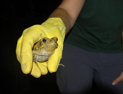 Join Australia’s Biggest Cane Toad Bust!