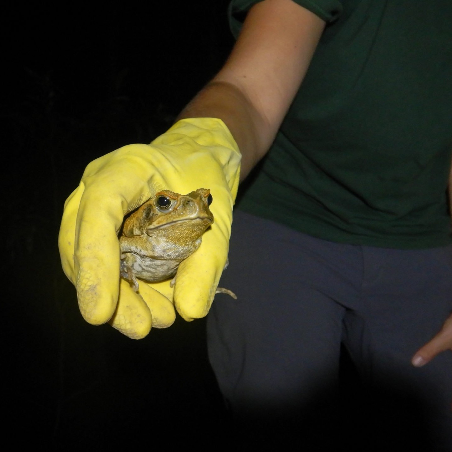 Watergum Great Cane Toad Bust event 2025