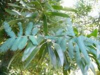 Juvenile leaves