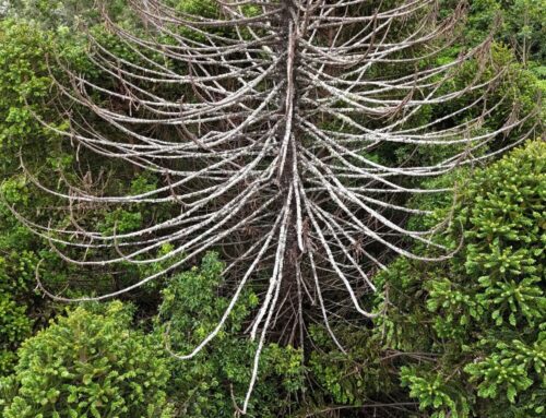 Bringing Community Together for Healthy Country: Beyond Bunya Dieback Program 2026