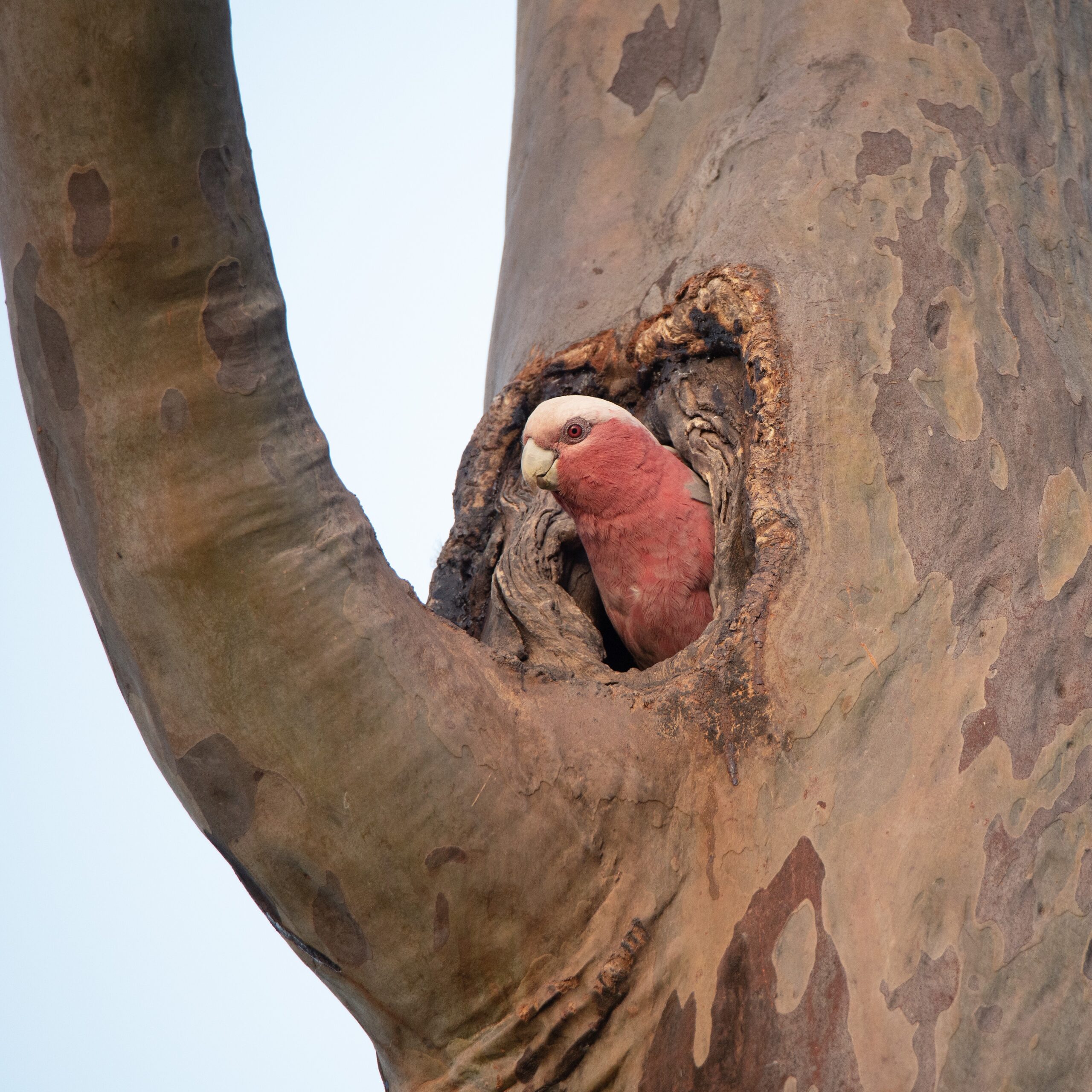 galah in nest hole 1×1